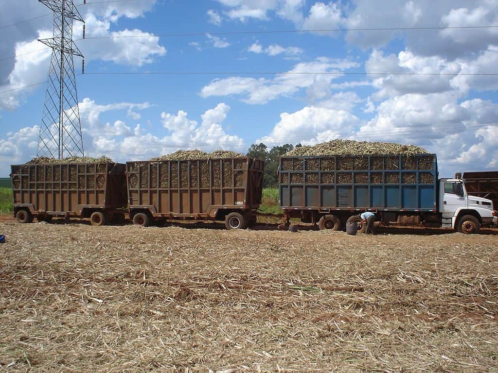 Brazilian Farmers Load Their Trucks with Sugarcane