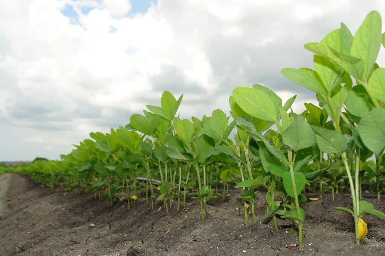 Soybeans The Guide