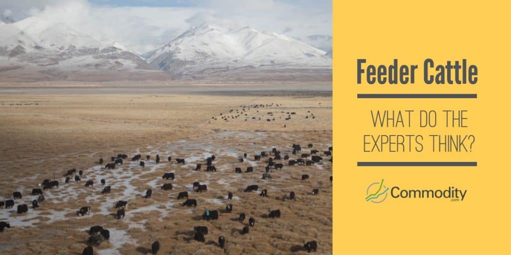 Cattle Feeder Experts
