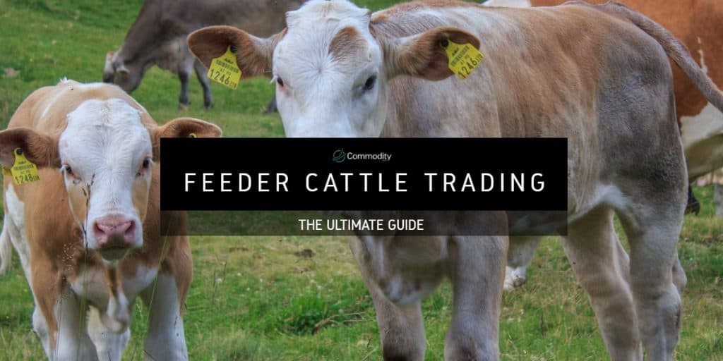 feeder cattle futures price quotes