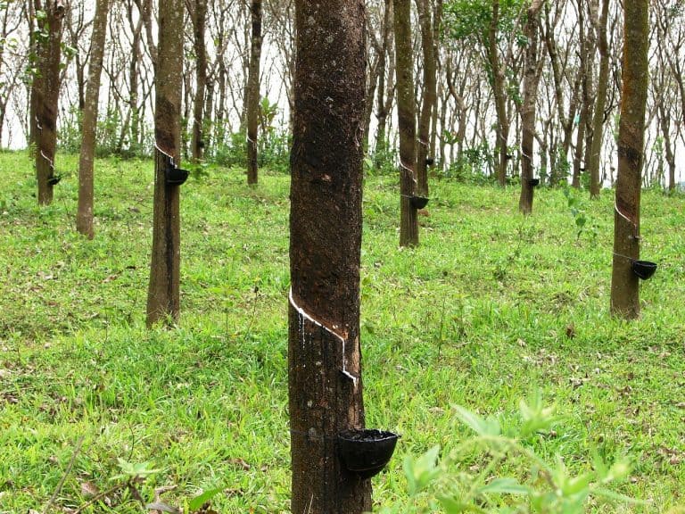 Rubber Learn How To Trade It at