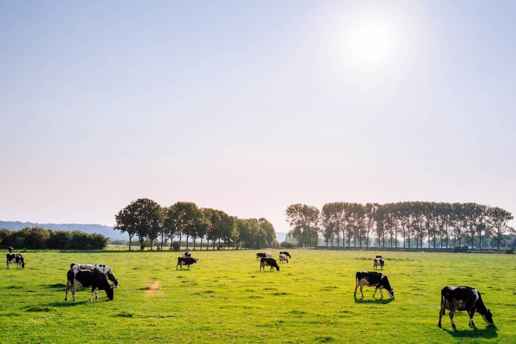 Feeder Cattle Index Chart