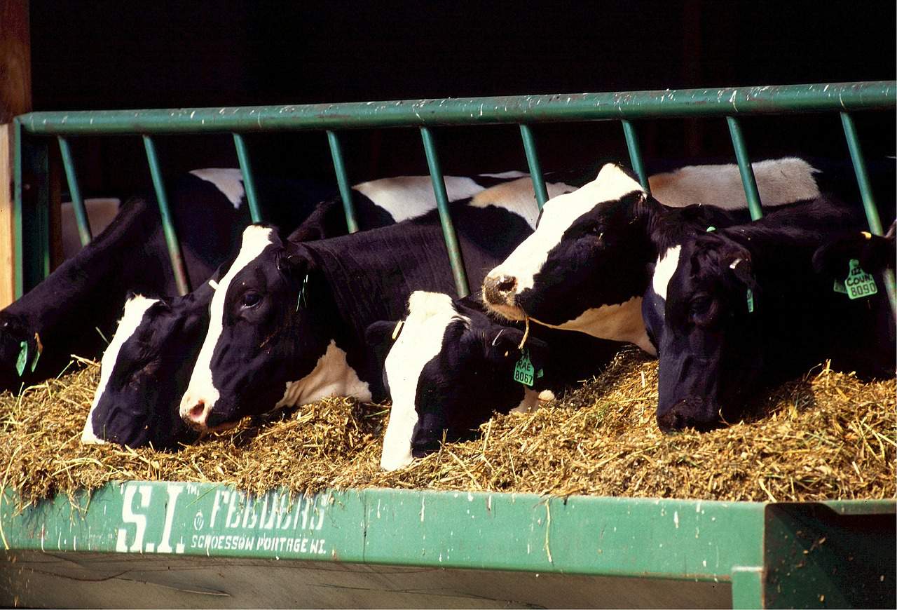 feeder cattle prices illinois