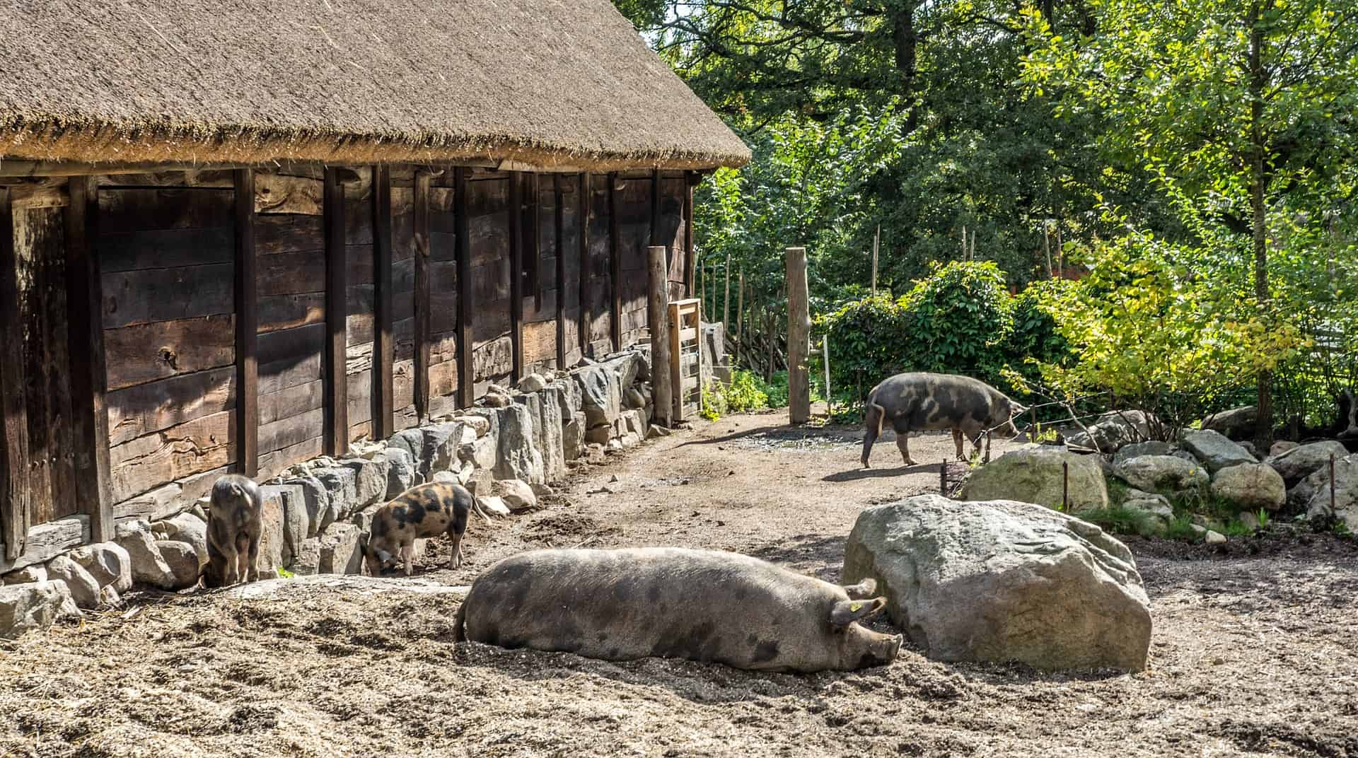 Постройки животных