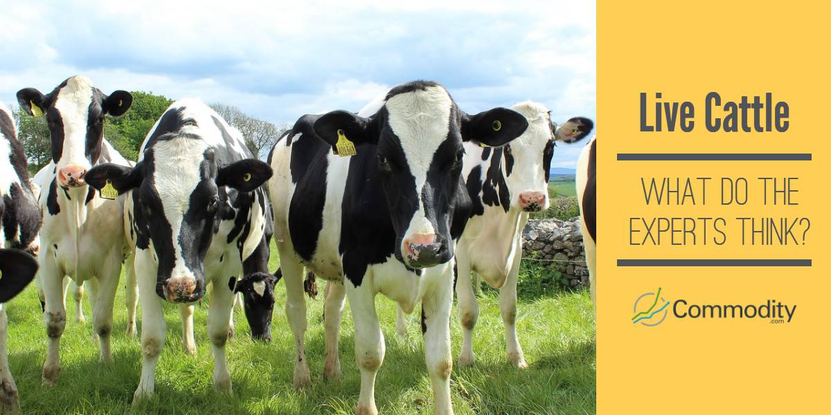 Live Cattle 4 Uses Beside Beef That Make Them Valuable (And What