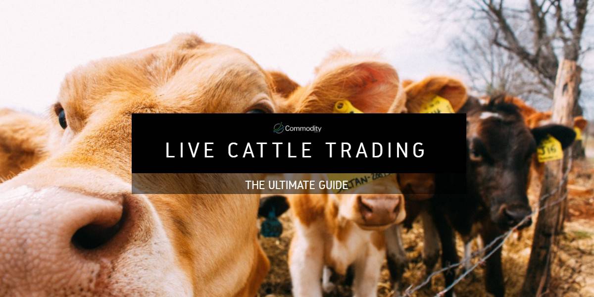 Live Cattle Learn How To Trade It At Commodity Com