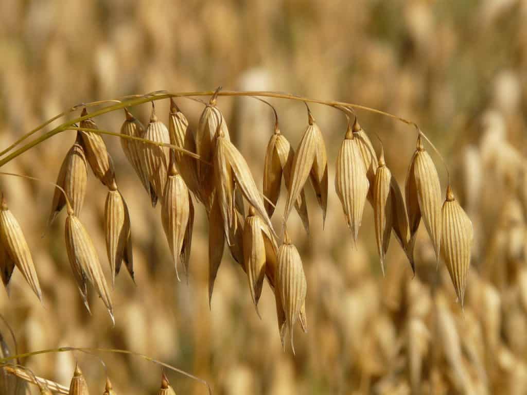 Oats in a field