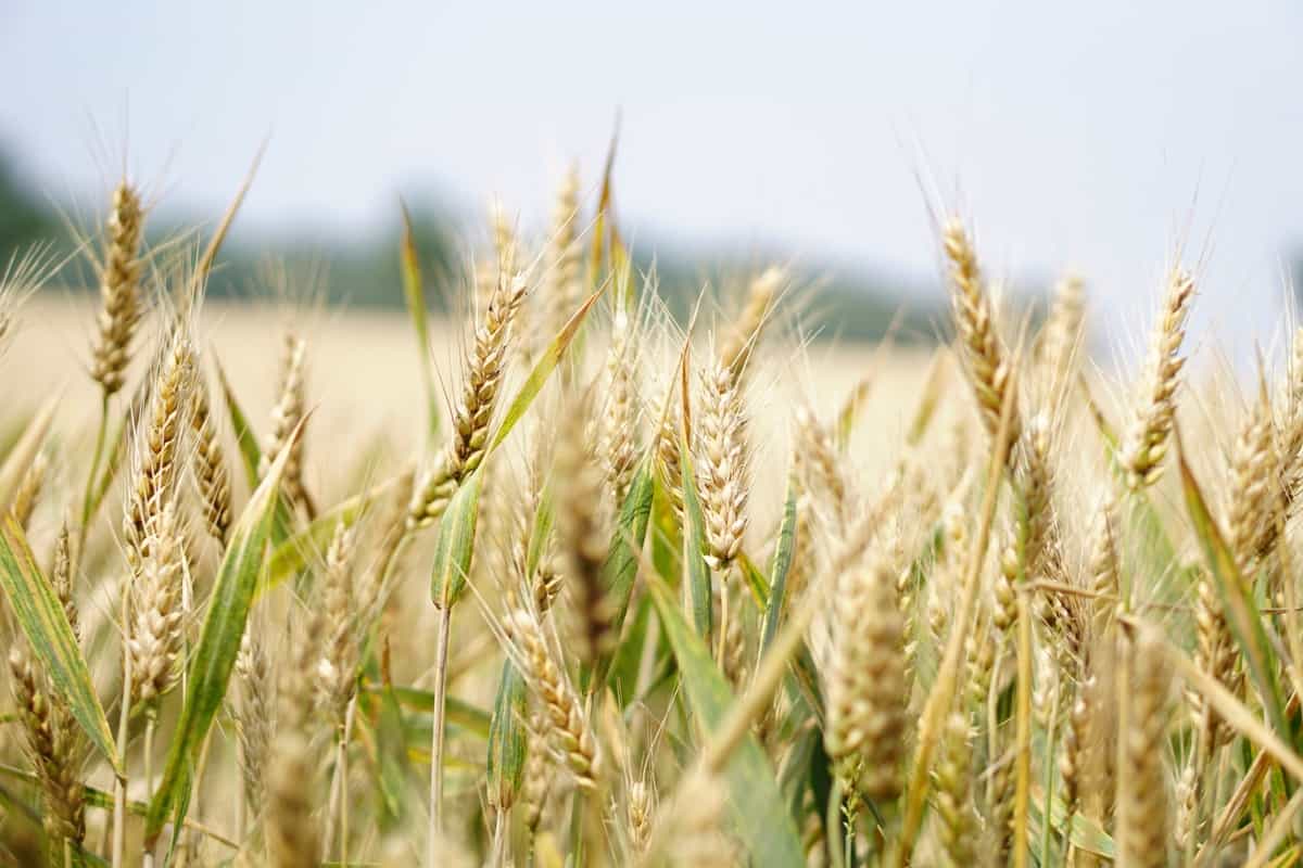 A Guide To Agricultural Commodities And Their Importance On The Global Market 3659