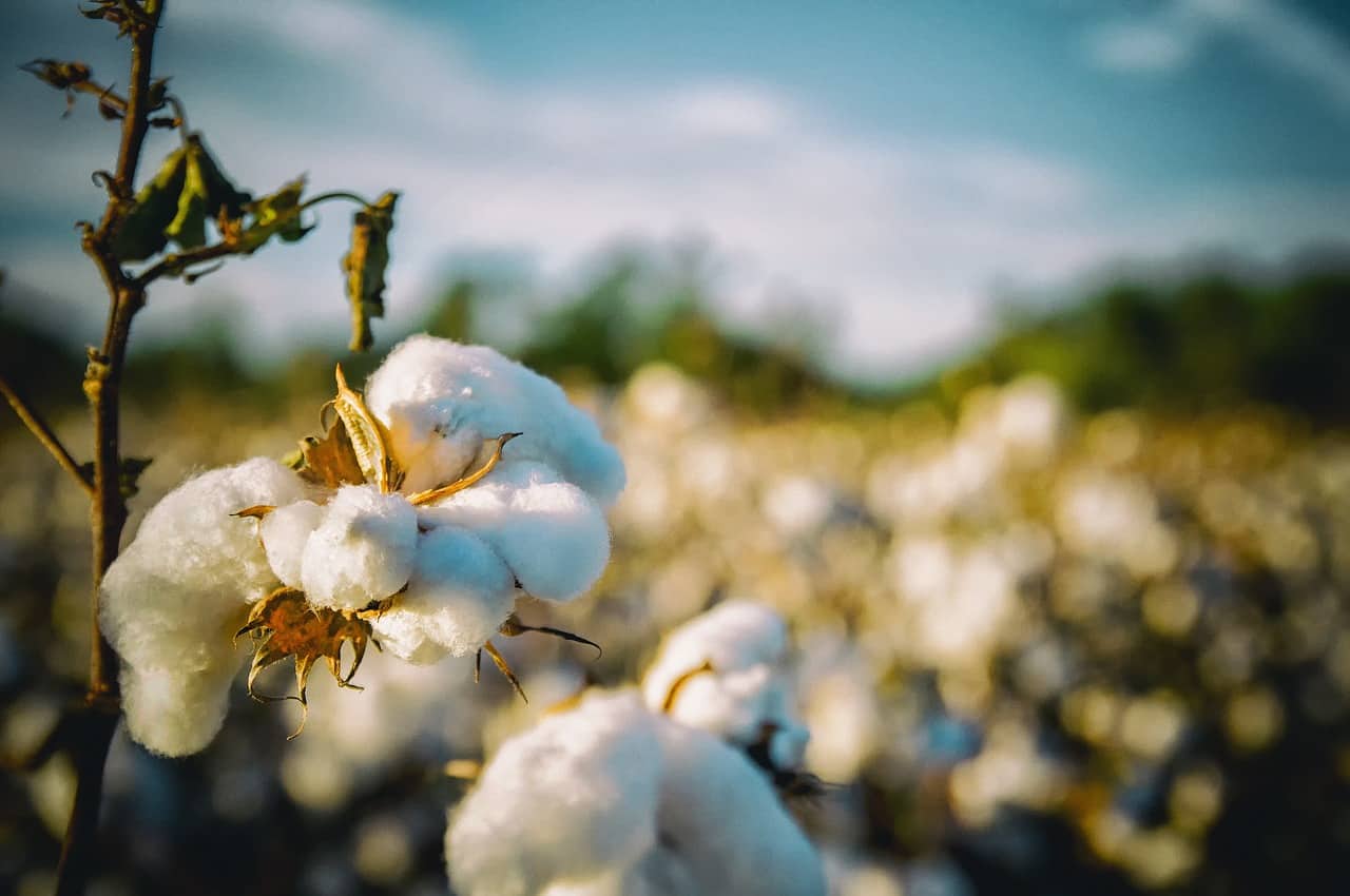 Cotton: Essential Guide To This Staple Commodity ...